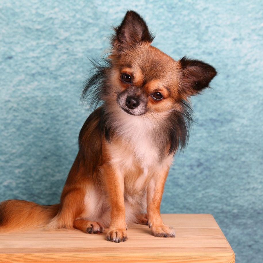 Chihuahua Dog Information and Characteristics