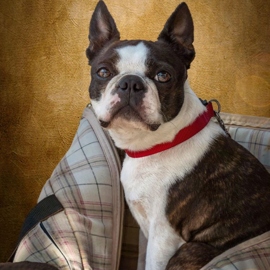 Boston Terrier Dog Information and Characteristics