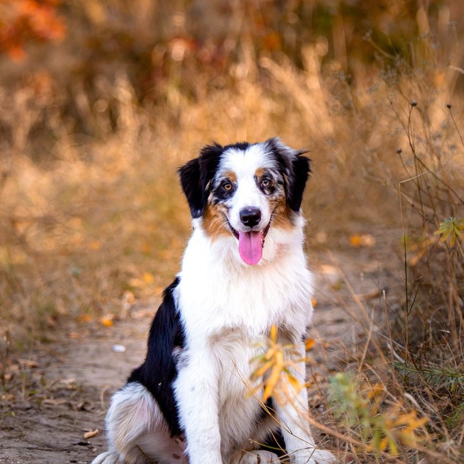 The Australian Shepherd: A Highly Energetic Herding Breed for Active Families