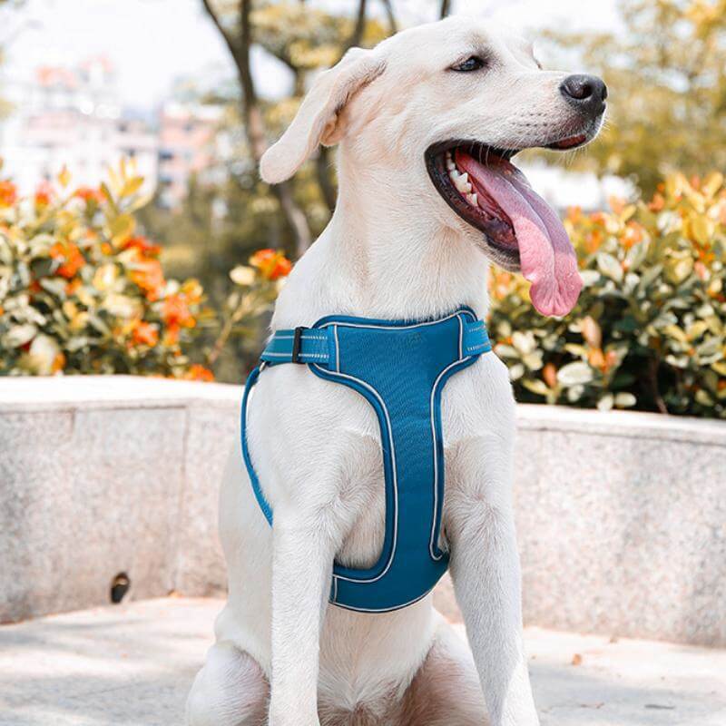 Adjustable Anti-Pull Breathable Dog Harness with Hands-Free Leash