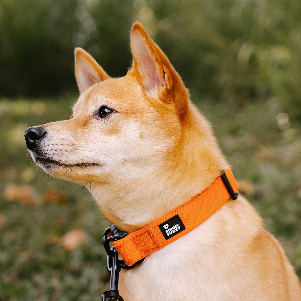 FUNNYFUZZY Adjustable Nylon Durable Dog Collar - Flexi Walker