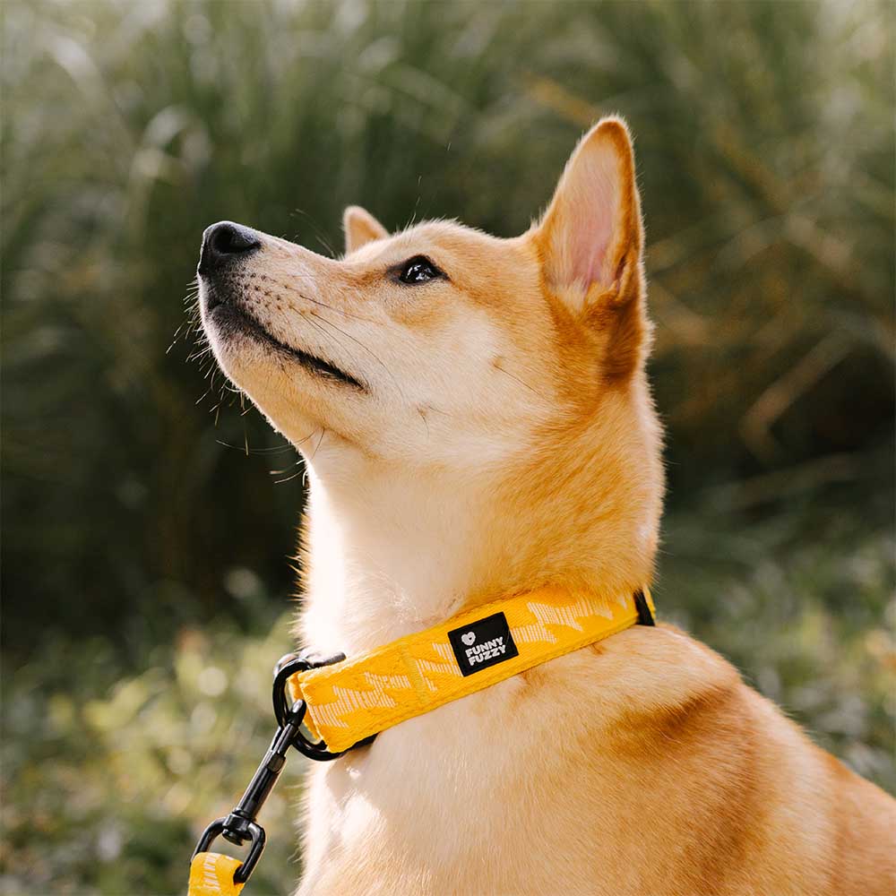 FUNNYFUZZY Adjustable Nylon Durable Dog Collar - Flexi Walker