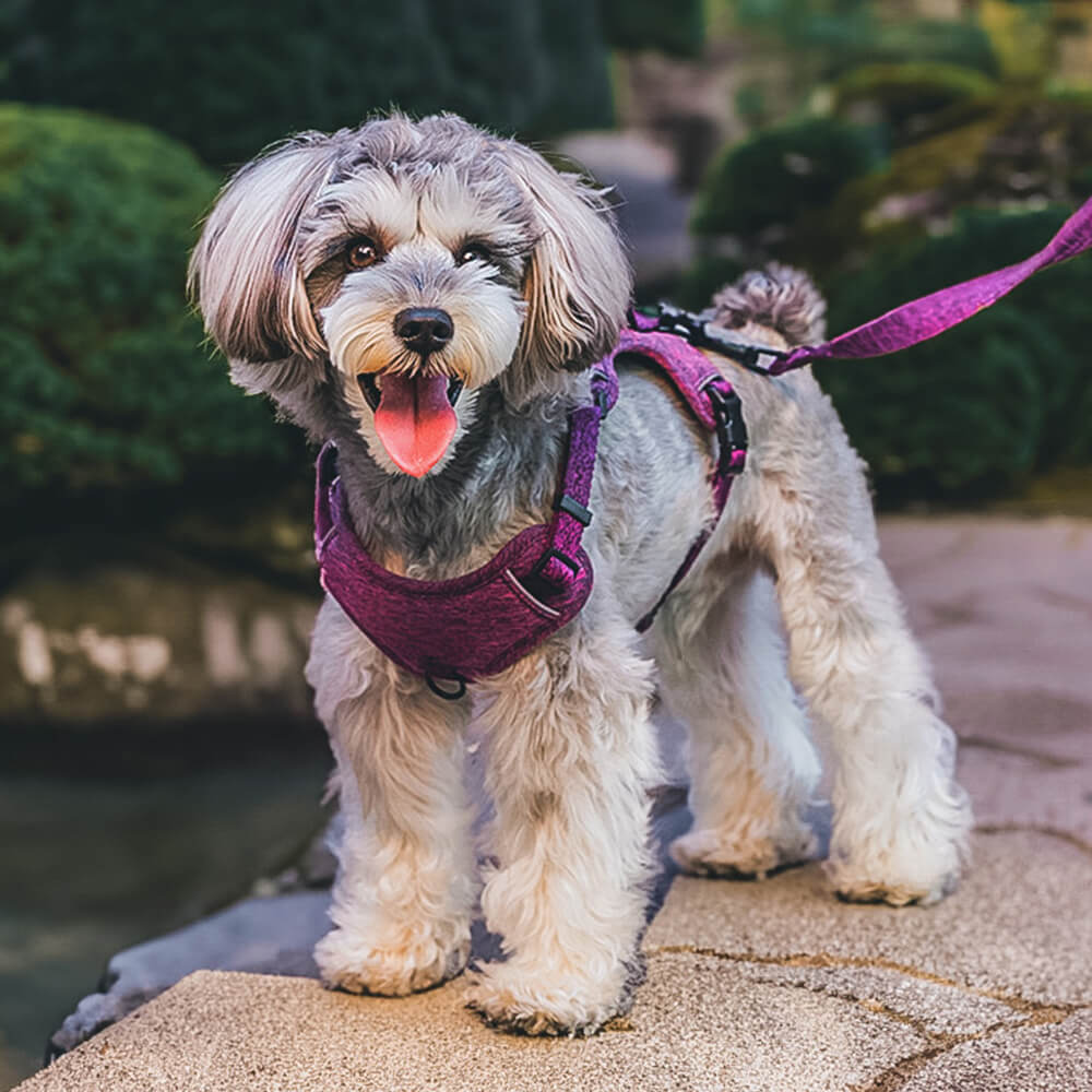 Eco-friendly Recycled Fabric No-Pull Dog Harness and Leash