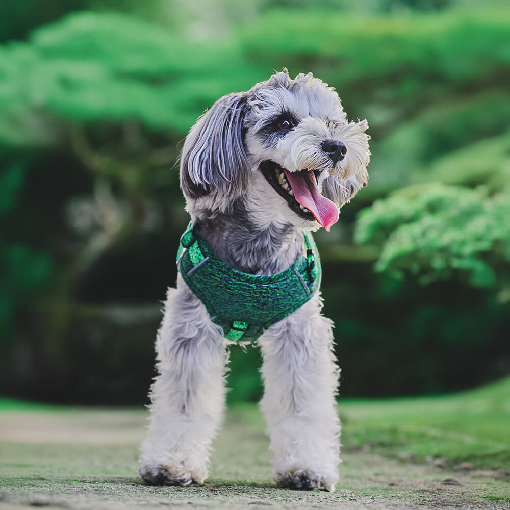 Eco-friendly Recycled Fabric No-Pull Dog Harness/Leash