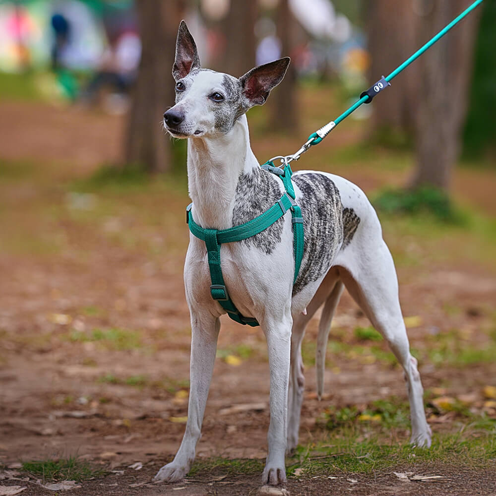 Easy to Wear Adjustable No-Pull Dog Harness Walk Set