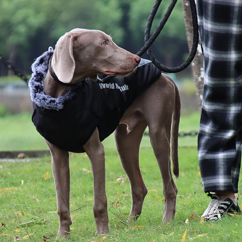 Gola alta quente legal acessórios para cães jaqueta espessada acessórios para cães casaco de algodão