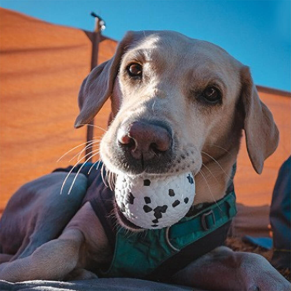 Brinquedo para cachorro com bola de treinamento de pipoca